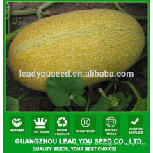 NSM08 Hale Good quality sweet melon seeds prices, seeds breeder